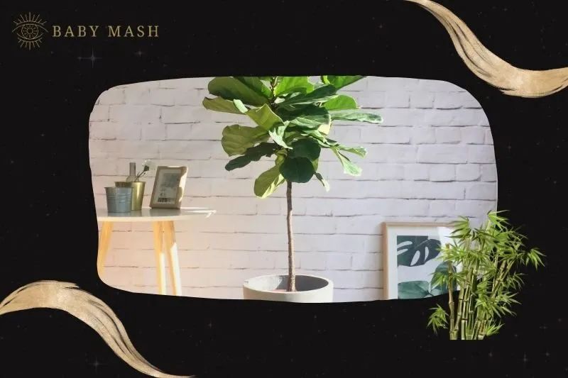 Cách trồng và chăm sóc cây bàng Singapore phong thuỷ