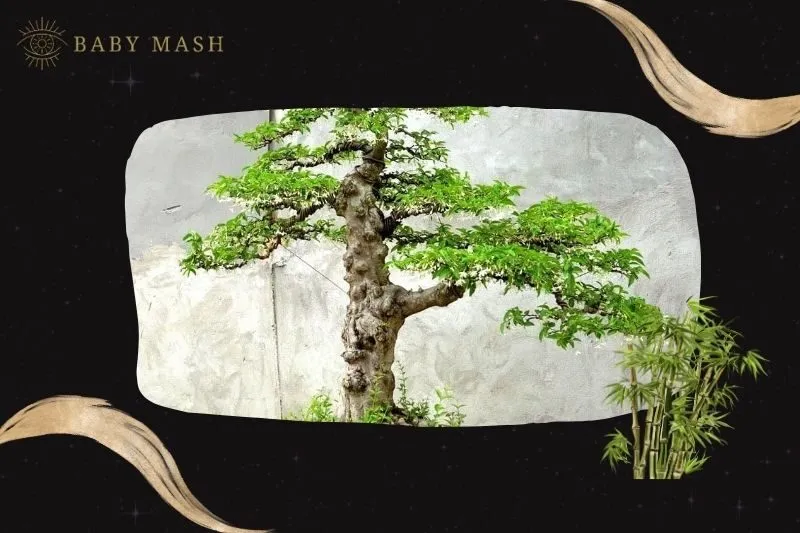 Cách trồng và chăm sóc cây bonsai phong thủy