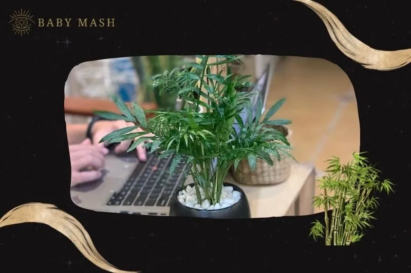 Cách trồng và chăm sóc cây cau tiểu trâm phong thủy