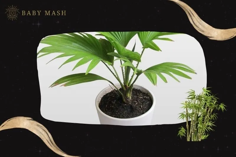 Cách trồng và chăm sóc cây cọ cảnh phong thuỷ