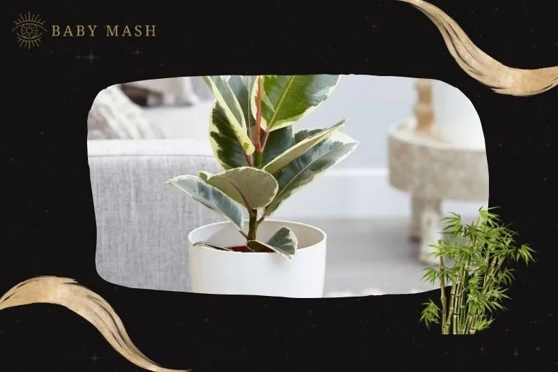 Cách trồng và chăm sóc cây đa búp đỏ phong thuỷ