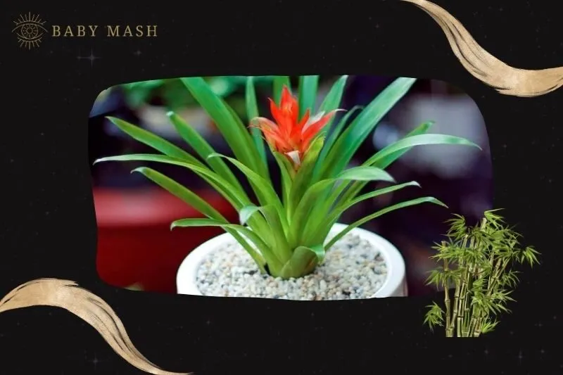 Cách trồng và chăm sóc cây dứa cảnh nến phong thuỷ