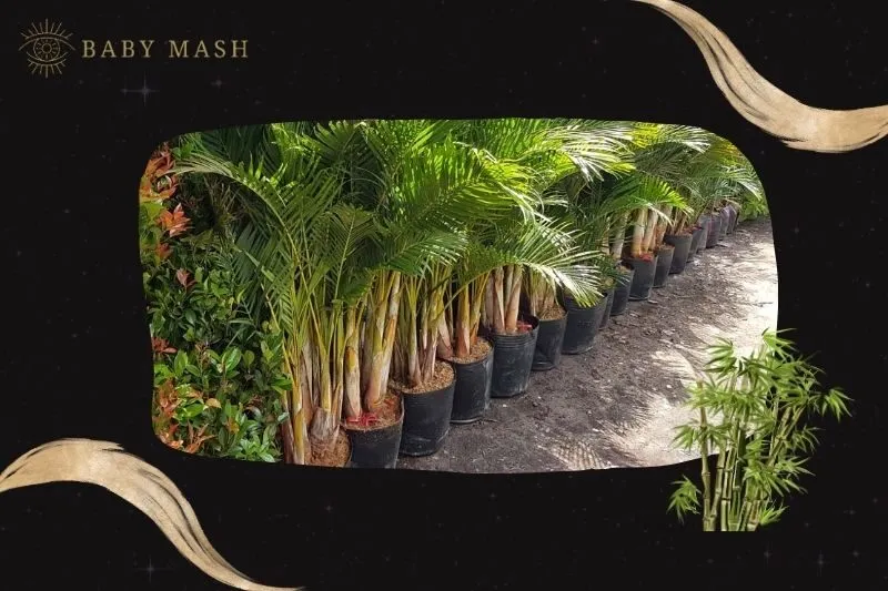 Cách trồng cây dừa cảnh phong thủy đúng cách