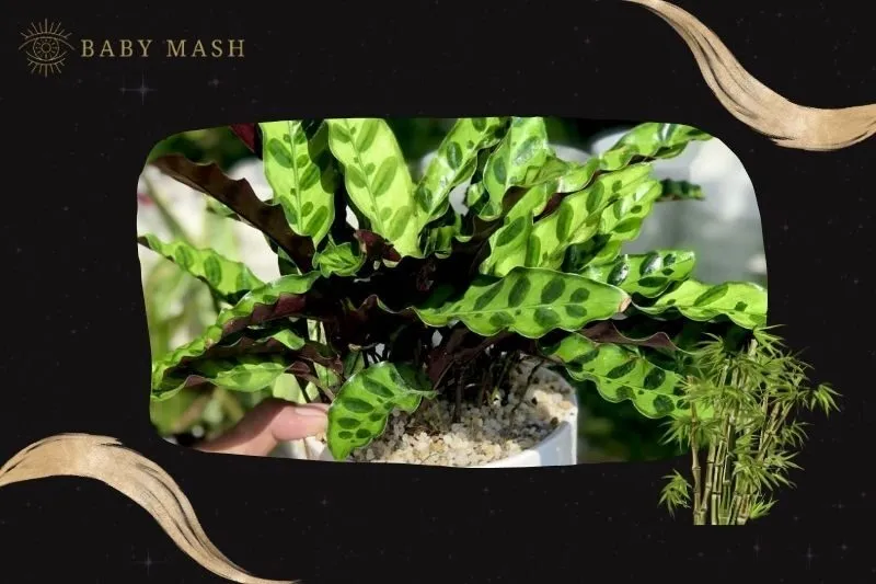 Cách trồng và chăm sóc cây Đuôi Công phong thủy