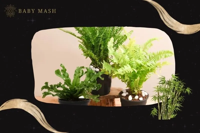 Cách trồng và chăm sóc cây dương xỉ phong thủy