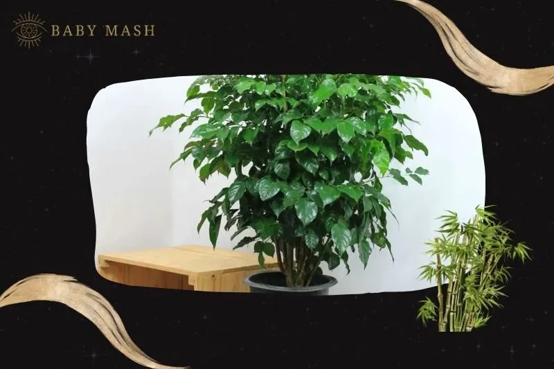 Cách trồng và chăm sóc cây hạnh phúc phong thuỷ