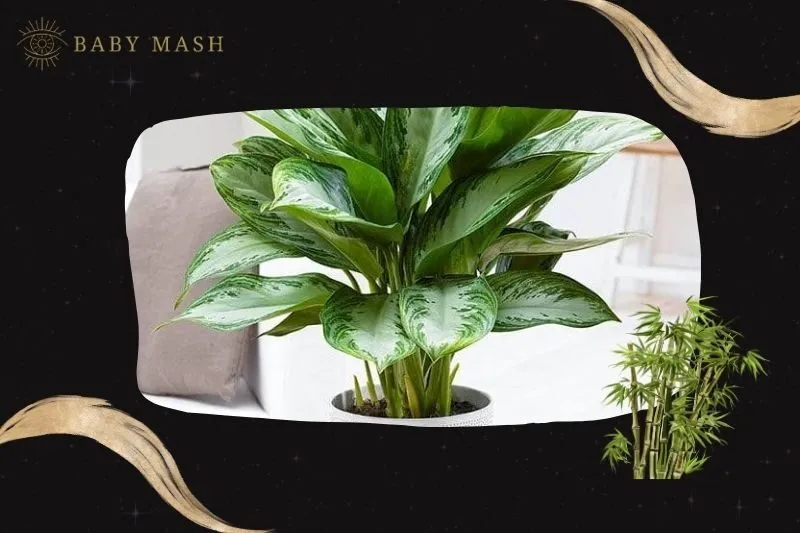 Cách trồng và chăm sóc cây huy hoàng phong thủy