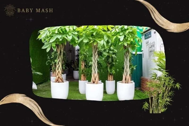 Cách trồng và chăm sóc cây kim ngân phong thuỷ