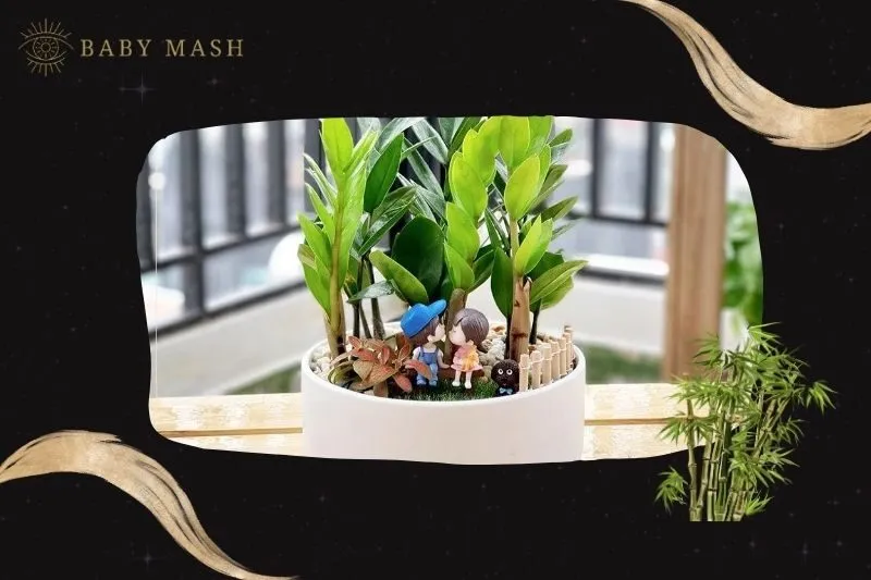 Cách trồng và chăm sóc cây kim tiền phong thủy