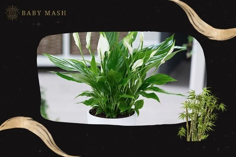 Cách trồng và chăm sóc cây lan ý phong thuỷ