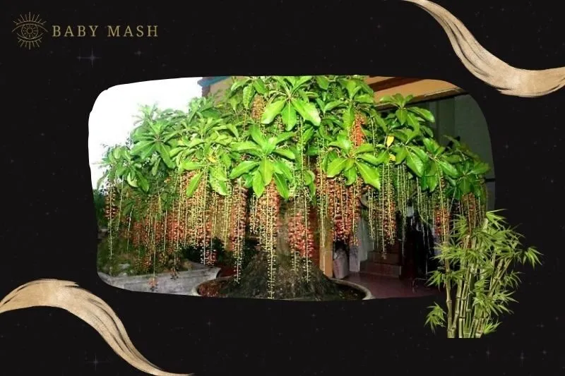 Cách trồng và chăm sóc cây lộc vừng phong thủy