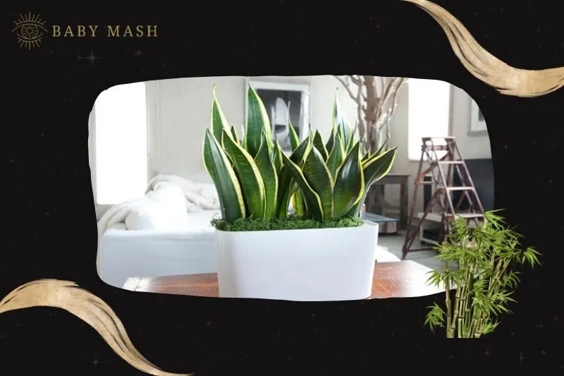 Cách trồng và chăm sóc cây lưỡi hổ phong thủy