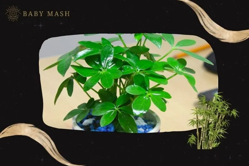 Cách trồng và chăm sóc cây ngũ gia bì phong thủy