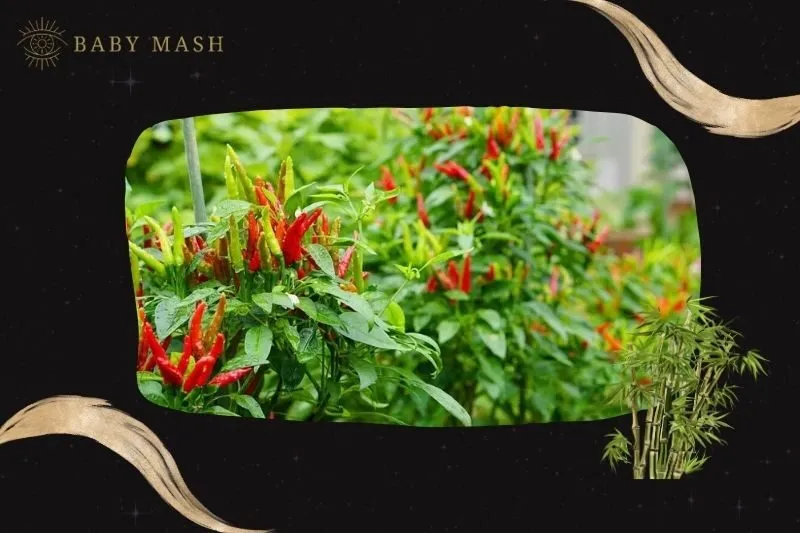 Cách trồng và chăm sóc cây ớt phong thủy