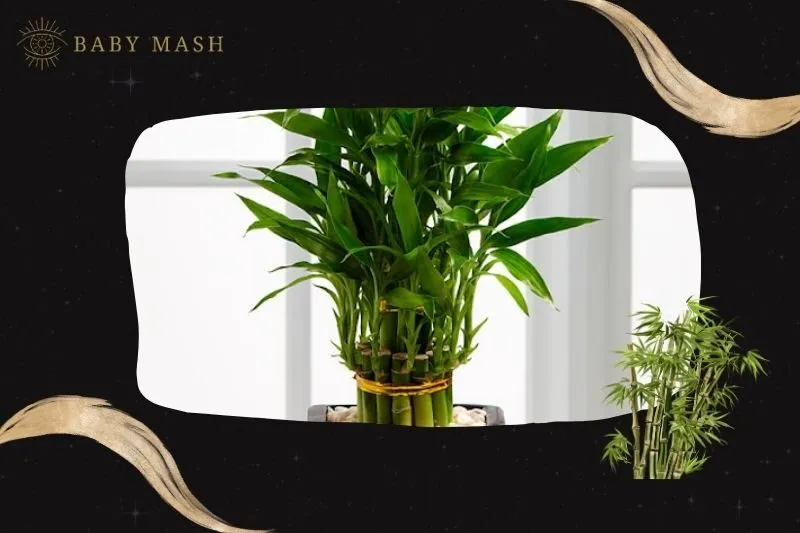 Cách trồng và chăm sóc cây Phất Dụ phong thủy