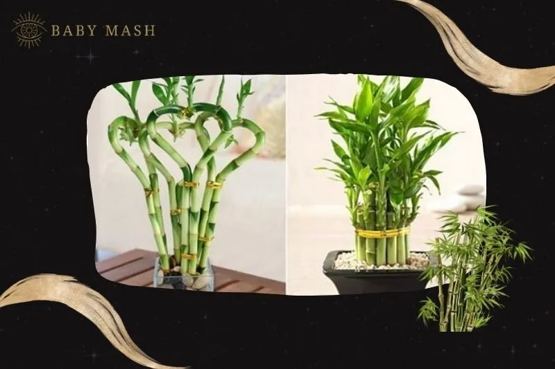 Cách trồng và chăm sóc cây phát tài phong thủy