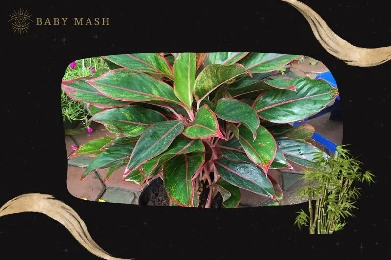 Cách trồng và chăm sóc cây phú quý phong thủy