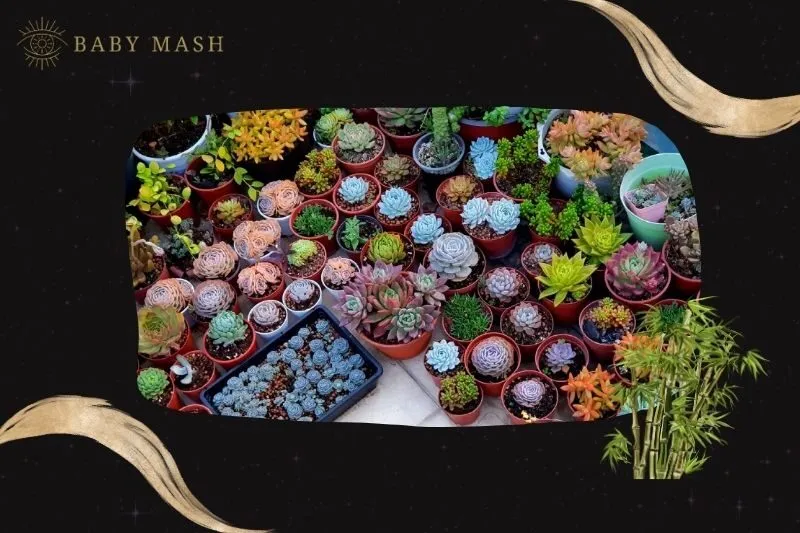 Cách trồng và chăm sóc cây sen đá phong thủy