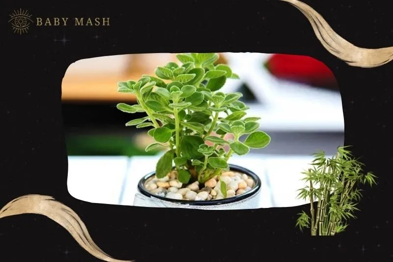 Cách trồng và chăm sóc cây sen thơm phong thủy