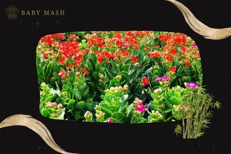 Cách trồng và chăm sóc cây sống đời phong thủy