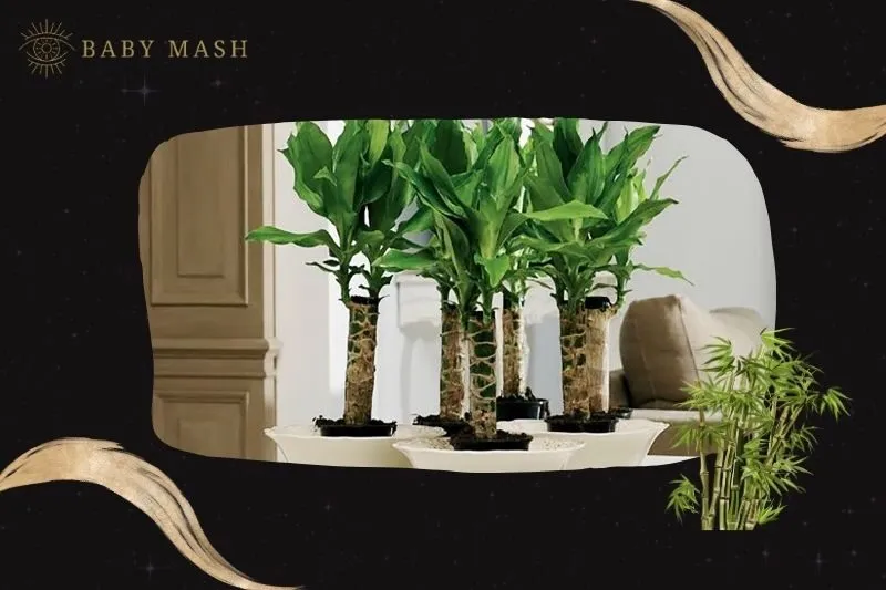 Cách trồng và chăm sóc cây thiết mộc lan