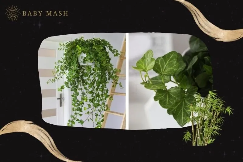 Cách trồng và chăm sóc cây thường xuân phong thuỷ