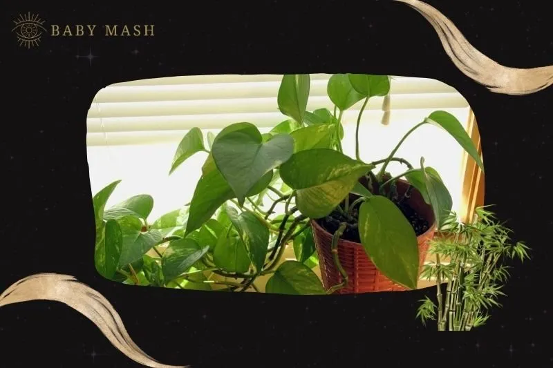 Cách trồng và chăm sóc cây trầu bà phong thuỷ