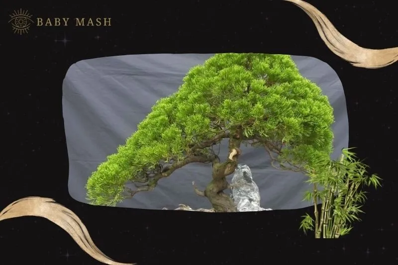 Cách trồng và chăm sóc cây tùng bách phong thủy