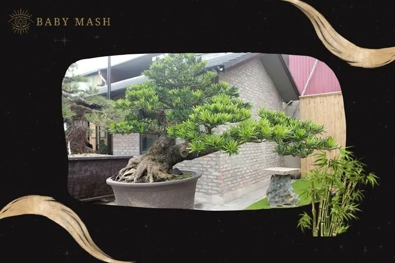 Cách trồng và chăm sóc cây tùng la hán phong thủy