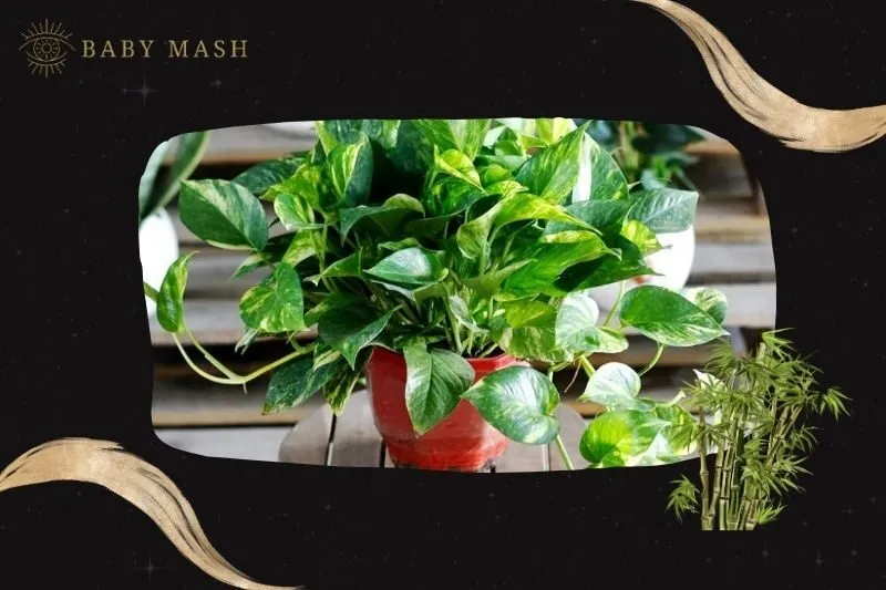 Cách trồng và chăm sóc cây vạn niên thanh phong thủy