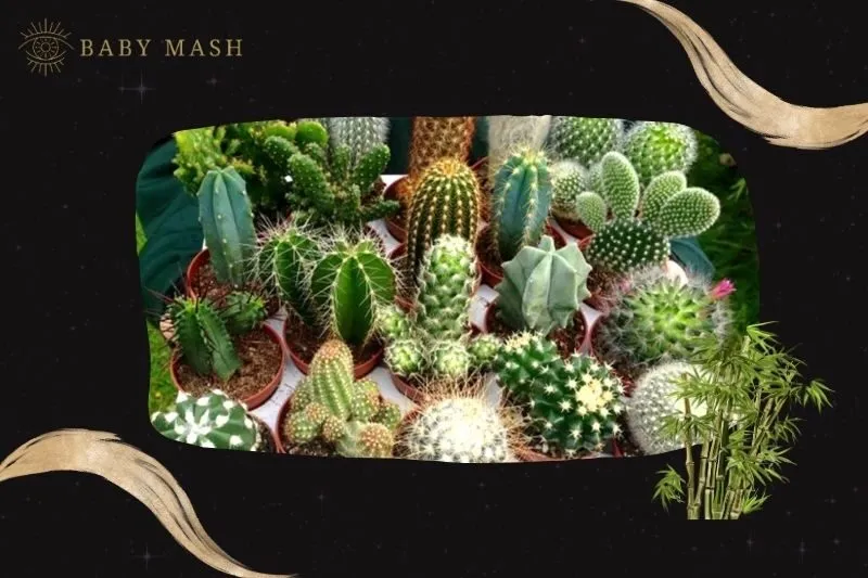 Cách trồng và chăm sóc cây xương rồng phong thủy