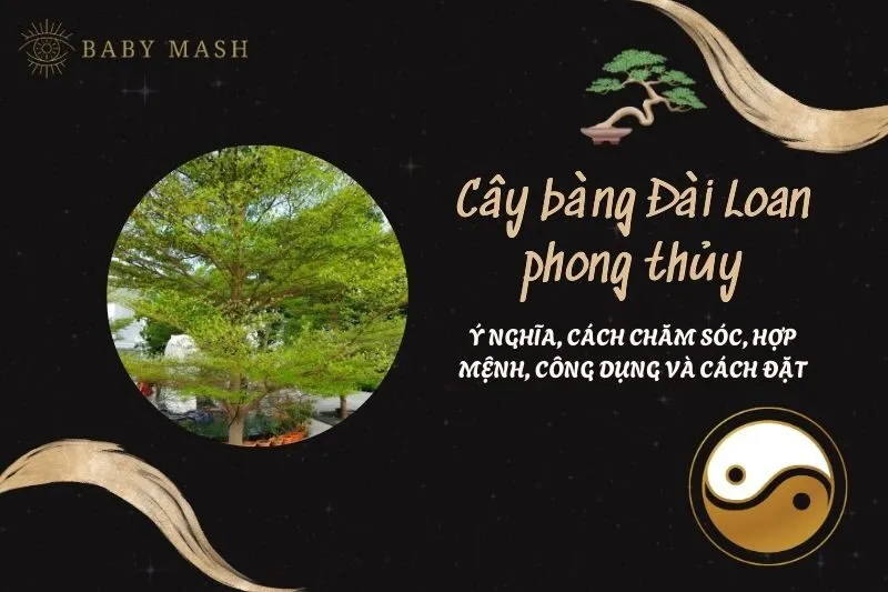 Cây bàng Đài Loan phong thủy 2025: Ý nghĩa, cách chăm sóc, hợp mệnh, công dụng và cách đặt