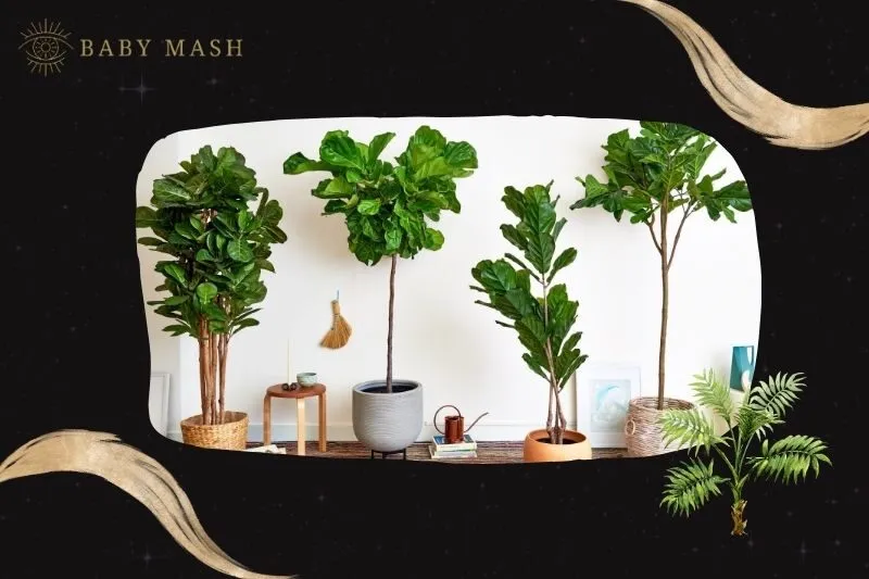 Cây bàng Singapore phong thuỷ hợp mệnh nào?