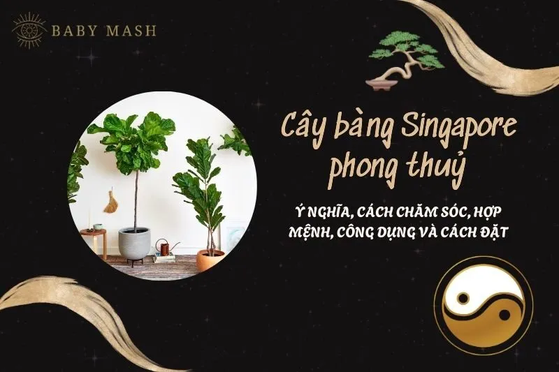 Cây bàng Singapore phong thuỷ 2025: Ý nghĩa, cách chăm sóc, hợp mệnh, công dụng và cách đặt