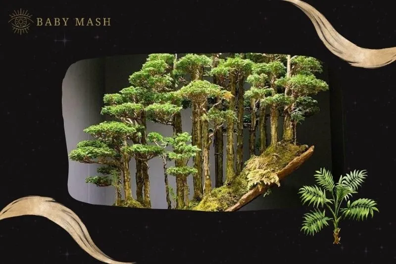 Cây bonsai phong thủy hợp mệnh nào?