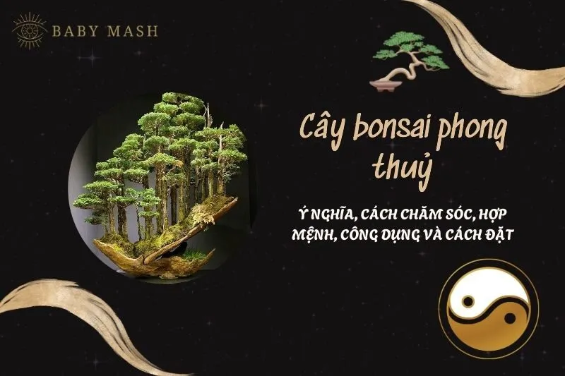 Cây bonsai phong thuỷ 2025: Ý nghĩa, cách chăm sóc, hợp mệnh, công dụng và cách đặt