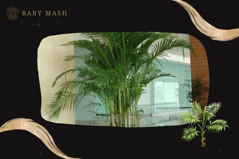 Cây cau cảnh phong thủy hợp mệnh nào?