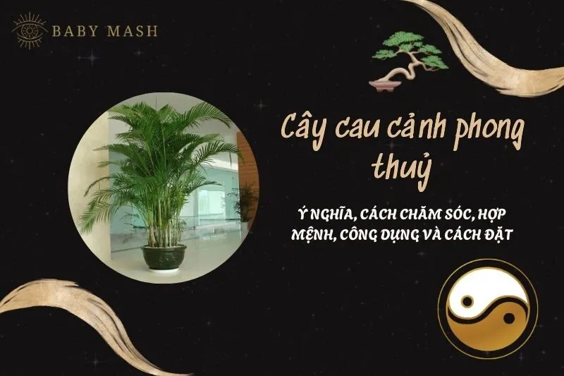 Cây cau cảnh phong thuỷ 2025: Ý nghĩa, cách chăm sóc, hợp mệnh, công dụng và cách đặt