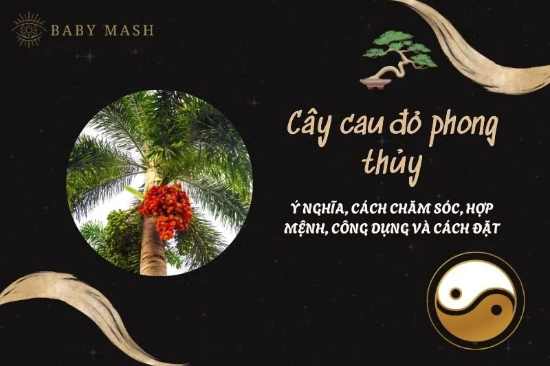 Cây cau đỏ phong thủy 2025: Ý nghĩa, cách chăm sóc, hợp mệnh, công dụng và cách đặt