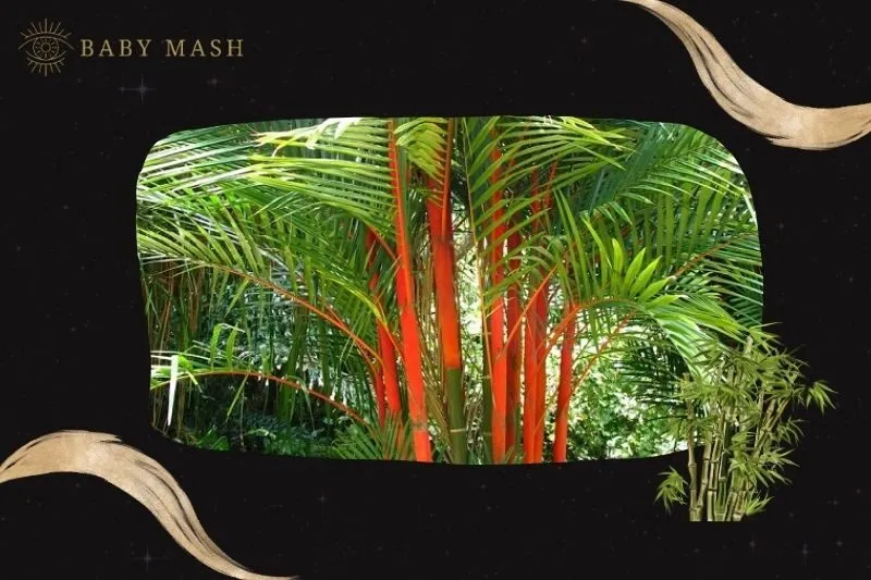 Cây cau đỏ phong thủy