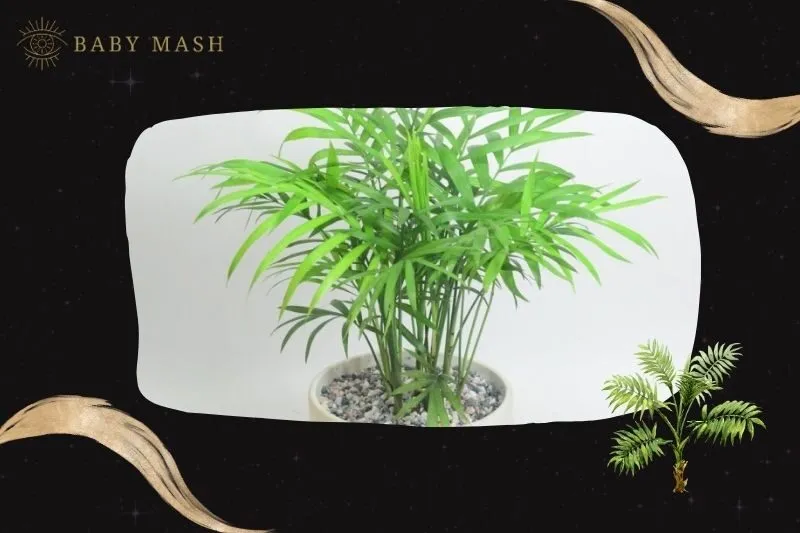 Cây cau tiểu trâm phong thủy hợp với mệnh nào?