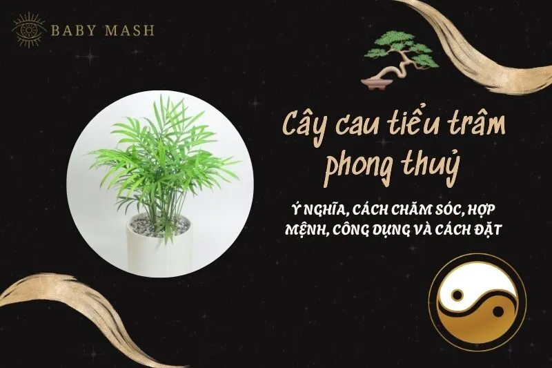 Cây cau tiểu trâm phong thuỷ 2025: Ý nghĩa, cách chăm sóc, hợp mệnh, công dụng và cách đặt