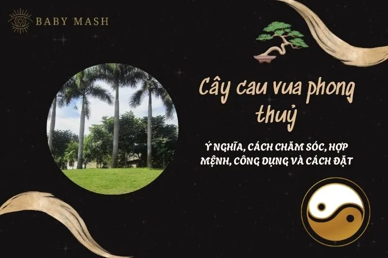 Cây cau vua phong thuỷ 2025: Ý nghĩa, cách chăm sóc, hợp mệnh, công dụng và cách đặt