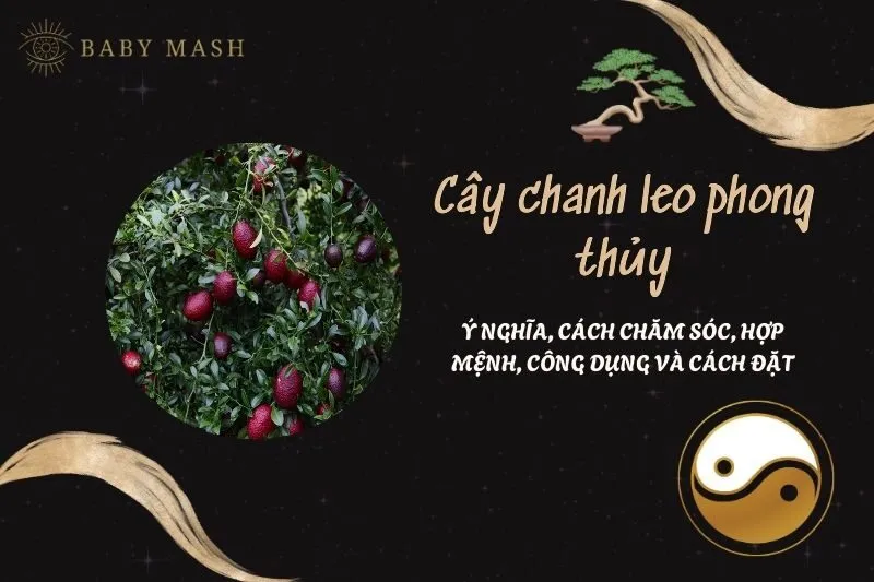 Cây chanh leo phong thủy 2025: Ý nghĩa, cách chăm sóc, hợp mệnh, công dụng và cách đặt