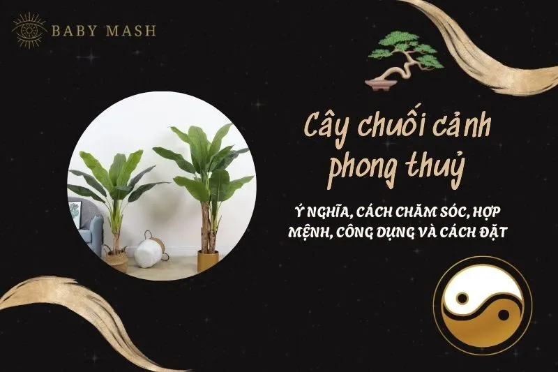 Cây chuối cảnh phong thuỷ 2025: Ý nghĩa, cách chăm sóc, hợp mệnh, công dụng và cách đặt