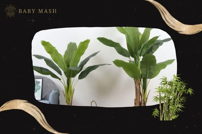 Cây chuối cảnh phong thủy