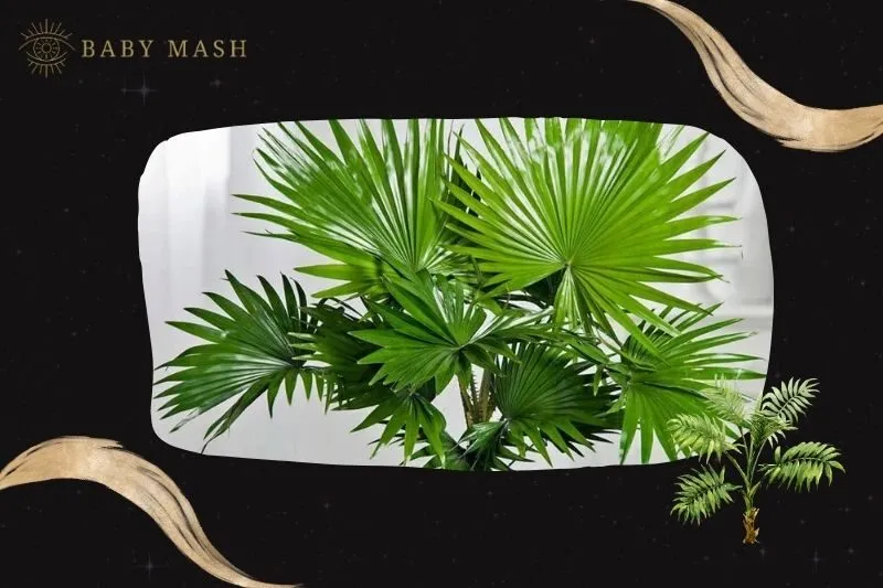 Cây cọ cảnh phong thuỷ hợp mệnh nào?