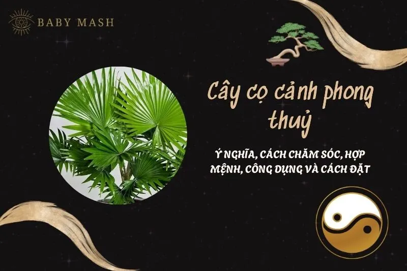 Cây cọ cảnh phong thuỷ 2025: Ý nghĩa, cách chăm sóc, hợp mệnh, công dụng và cách đặt