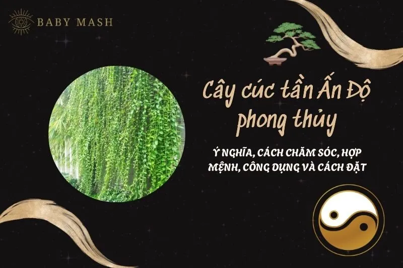 Cây cúc tần Ấn Độ phong thủy 2025: Ý nghĩa, cách chăm sóc, hợp mệnh, công dụng và cách đặt