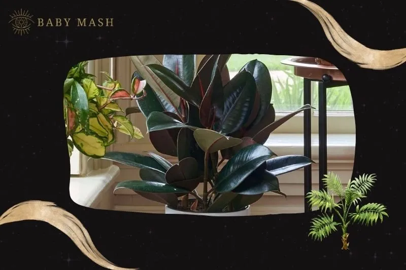 Cây đa búp đỏ phong thuỷ hợp mệnh nào?